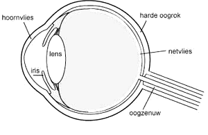 het oog